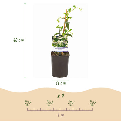Pflanzfix24.de - Toskanischer Jasmin - Trachelospermum jasminoides - Immergrün - 2 Pflanzen - Pflanzfix24.de