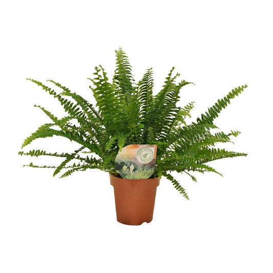 Nephrolepis „Grüne Dame“ Boston-Farn Ø12cm | Pflanzfix24.de - Pflanzfix24.de