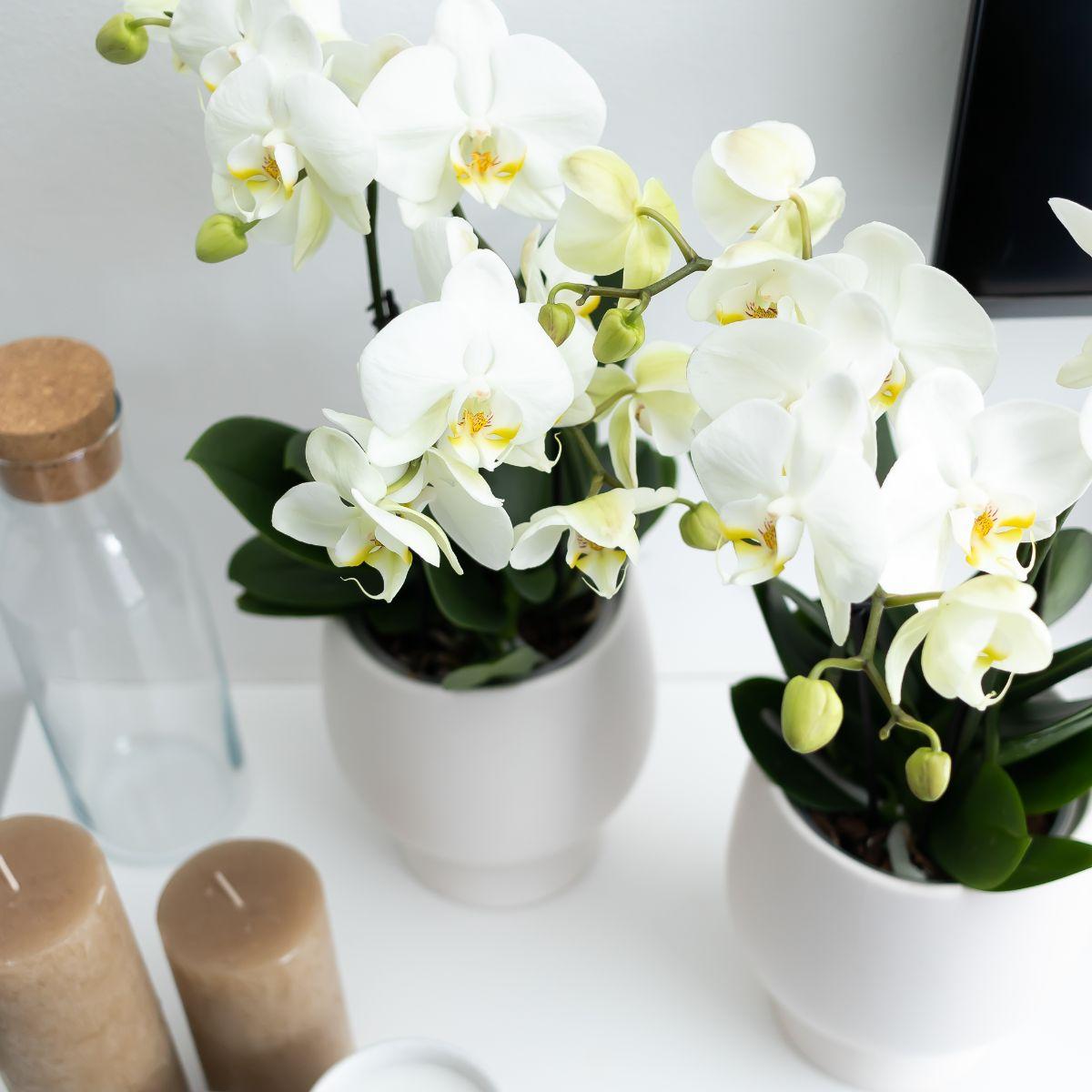 Phalaenopsis Orchidee Weiß Ø12cm – Pflanzfix24.de - Pflanzfix24.de