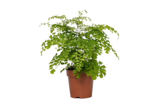 Adiantum Fragrans - Ø12cm - ↕35cm - Pflanzfix24