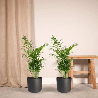 Chamaedorea Elegans (Mexikanische Bergpalme) - 2 Stücke - Pflanzfix24.de - Pflanzfix24.de