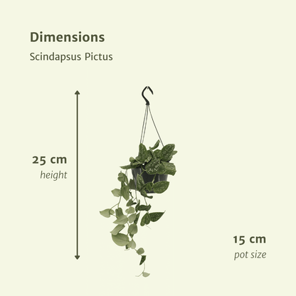 Scindapsus Pictus im 2er-Set – 15cm Topf – Pflanzfix24.de - Pflanzfix24.de