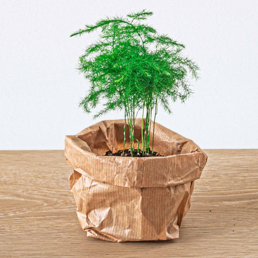 Asparagus Setaceuse Plumosus – Sierasperge - Terrarium plant - Potmaat 6 - Pflanzfix24.de - Pflanzfix24.de