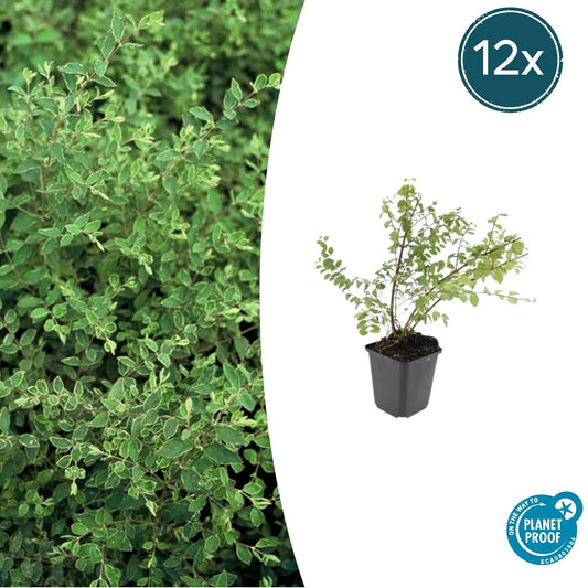 12x Symphoricarpos ch. 'Hancock' - pflanzfix24