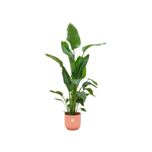 Strelitzia Nicolai 160 cm mit Elho Vibes Fold Round Topf rosa – Pflanzfix24.de - Pflanzfix24.de