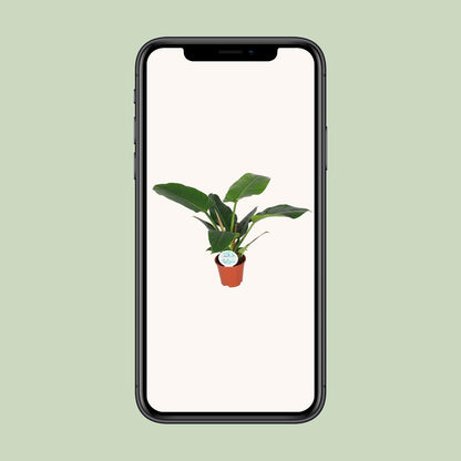 Philodendron Imperial Green - Ø17cm - ↕50cm - Pflanzfix24