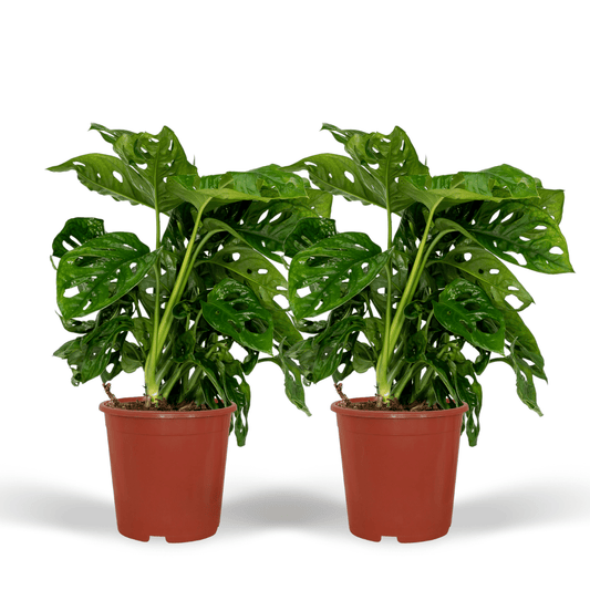 2x Monstera Monkey Leaf - Lochpflanze - 30cm - ø12 - Pflanzfix24.de - Pflanzfix24.de