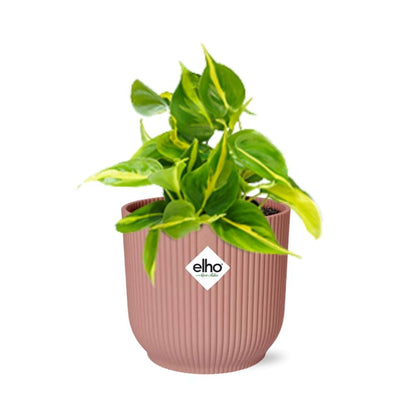 Philodendron Scandens Brasil Ø14cm rosa – Zimmerpflanze | Pflanzfix24.de
