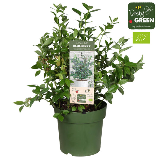 Vaccinium Cor. 'Bingo Blue' Bio - Blauwe bes - Ø23cm - ↕50cm - pflanzfix24