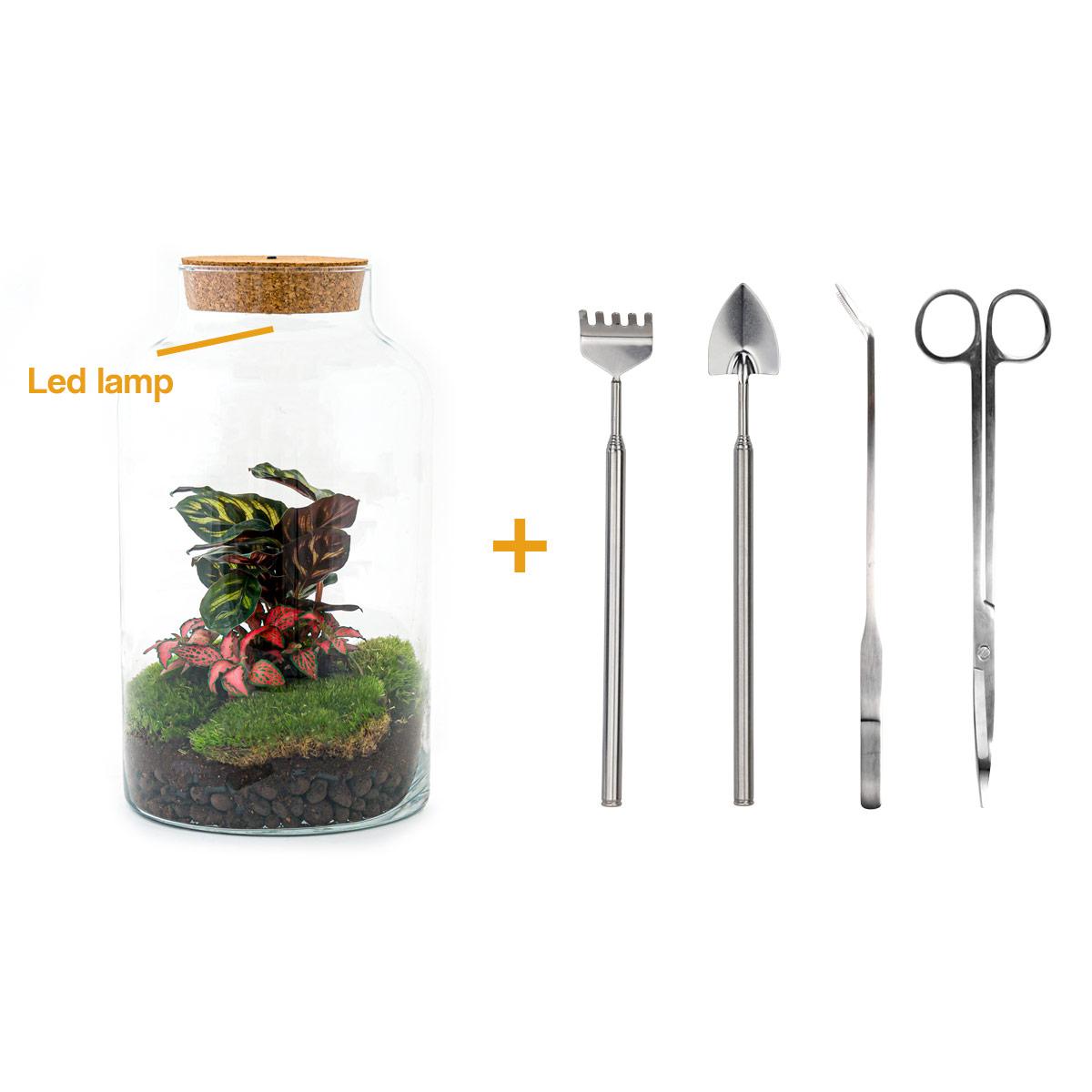Flaschengarten - Milky Calathea mit Lampe - Pflanzfix24.de - Pflanzfix24.de