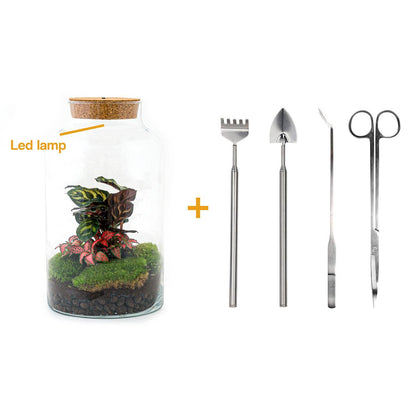 Flaschengarten - Milky Calathea mit Lampe - Pflanzfix24.de - Pflanzfix24.de