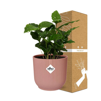 Arabica-Kaffee Pflanze in ELHO Vibes Fold 14cm - Pflanzfix24