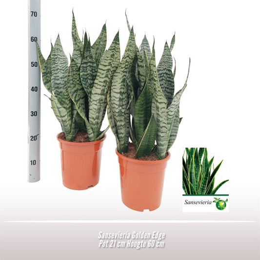 Sansevieria Golden Edge - Pflanzfix24