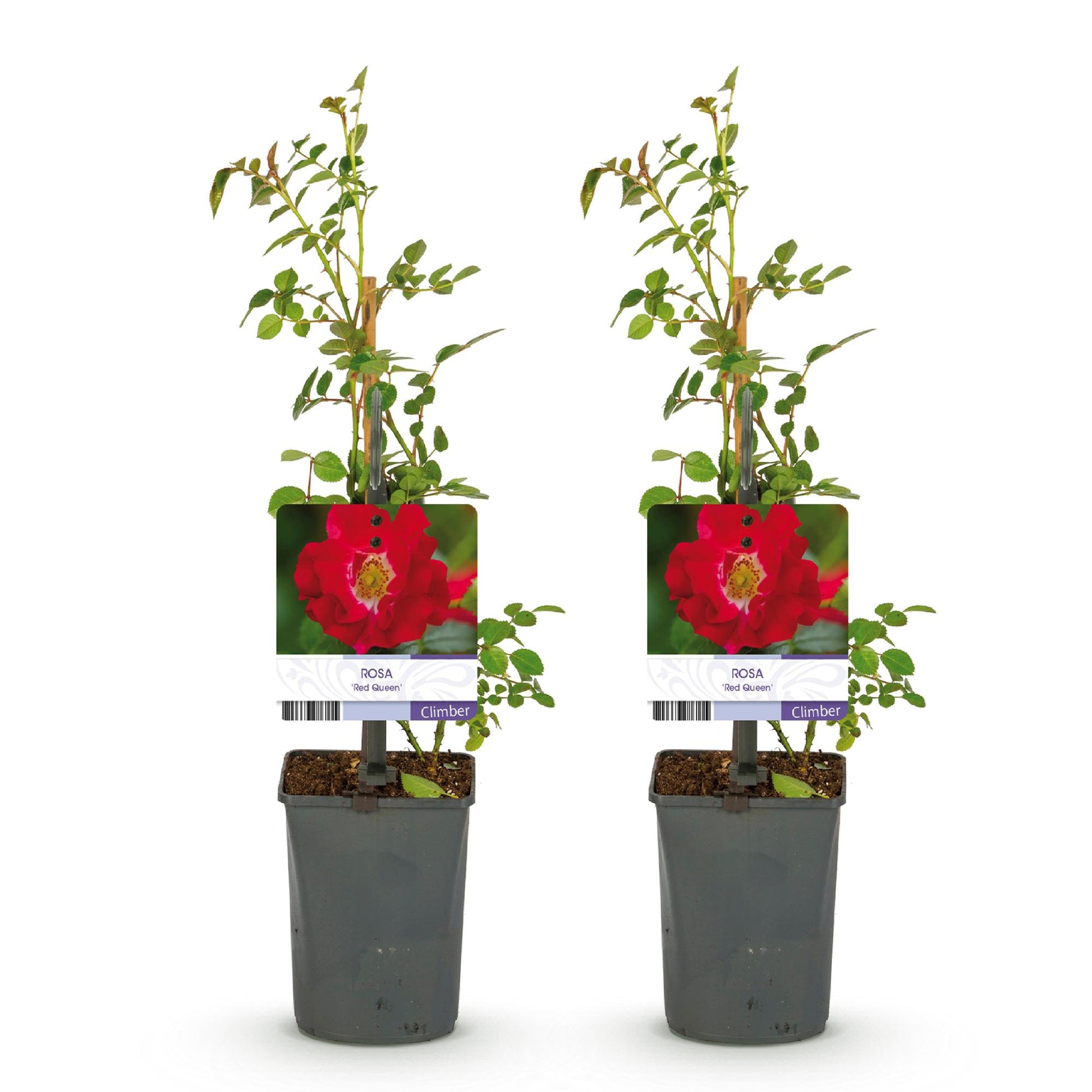 GreenboutiQ - Kletterrose - Rosa Red Queen - Blüte Rot - Geringer Pflegeaufwand - 2 Pflanzen - Topf 11cm Höhe 40cm - Pflanzfix24.de