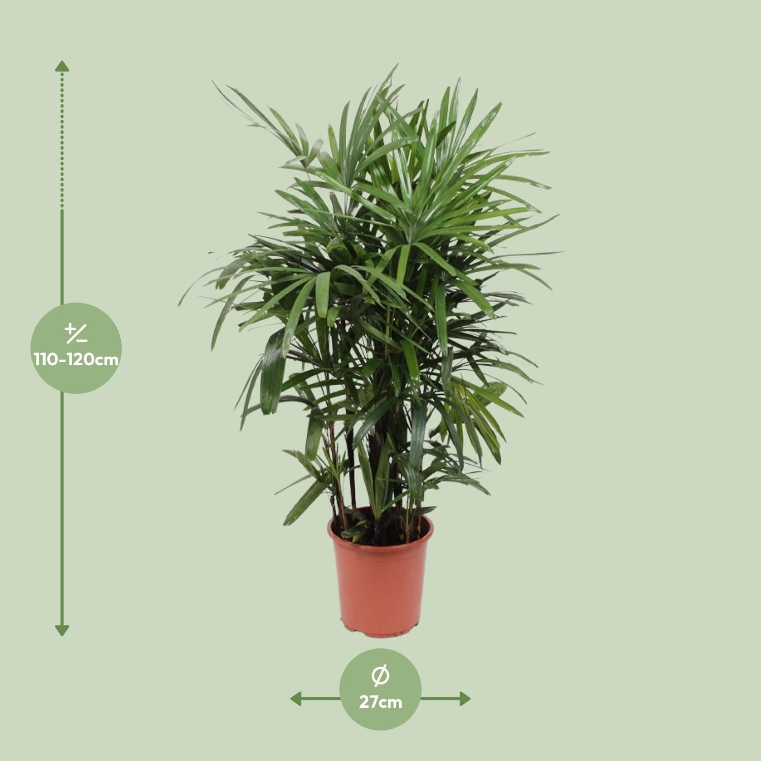 Rhapis Excelsa Steckenpalme Ø27cm – Pflanzfix24.de - Pflanzfix24.de
