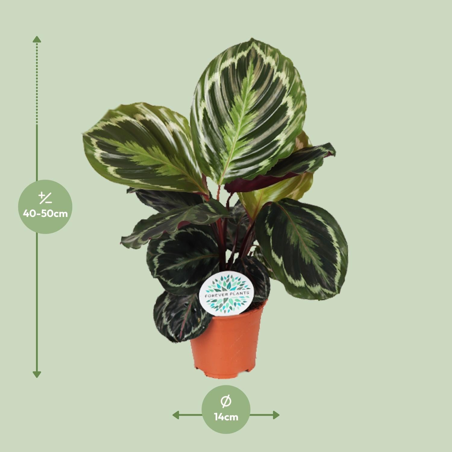 Calathea Medallion - Ø14cm - ↕45cm von Pflanzfix24.de - Pflanzfix24.de
