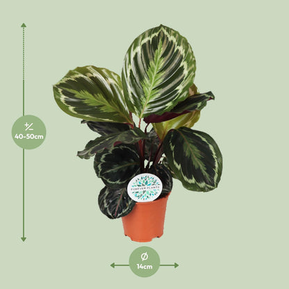 Calathea Medallion - Ø14cm - ↕45cm von Pflanzfix24.de - Pflanzfix24.de