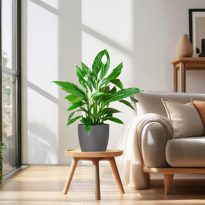 Spathiphyllum 80 cm weiß im Viber-Topf – Pflanzfix24.de - Pflanzfix24.de