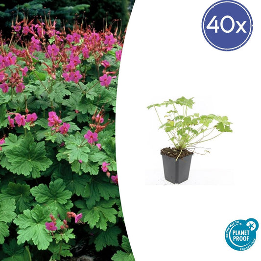 40x Geranium macr. 'Czakor' - Pflanzfix24.de - Pflanzfix24.de