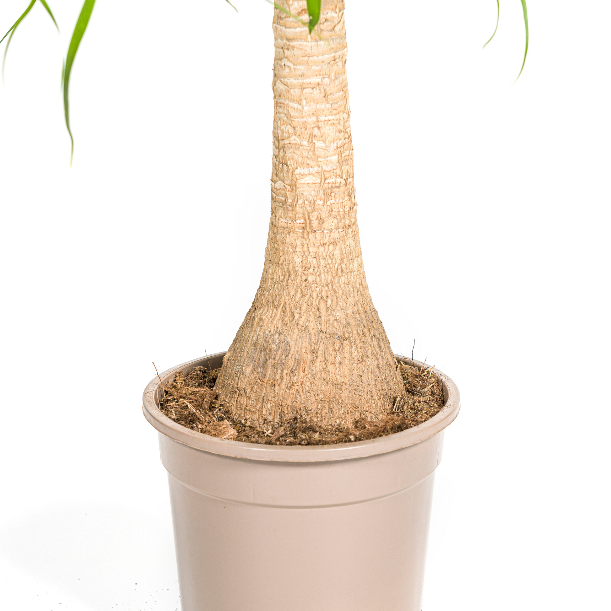Beaucarnea Recurvata Stamm Ø21cm - ↕60 - 80cm von Pflanzfix24.de - Pflanzfix24.de