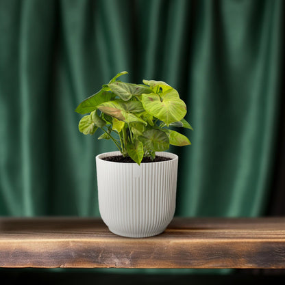 Syngonium Milk Confetti - Ø12cm - ↕20cm - Pflanzfix24