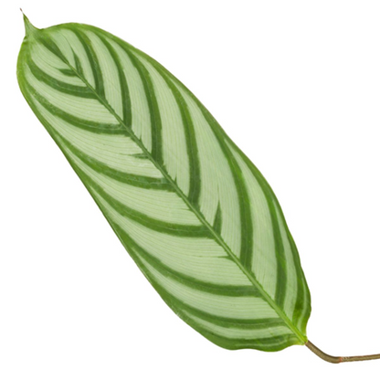Calathea Compactstar - pflanzfix24