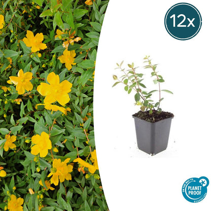 12x Hypericum dummeri ‘Peter Dummer’ Ø9cm | Gelber Bodendecker | Pflanzfix24.de - Pflanzfix24.de