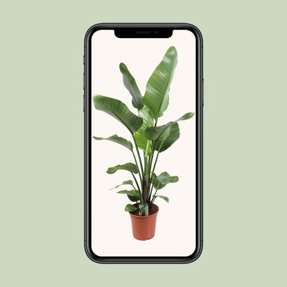 Strelitzia Nicolai 21 cm - Pflanzfix24