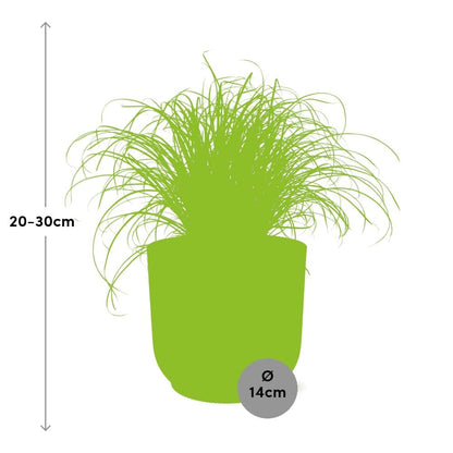 Cyperus Alternifolius Zumula in ELHO Vibes Fold 14cm geel bei Pflanzfix24