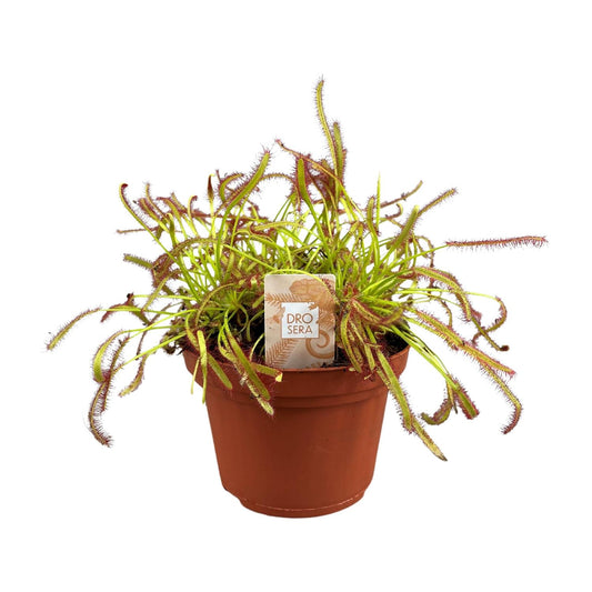Drosera Capensis - Ø12cm - ↕17cm bei Pflanzfix24