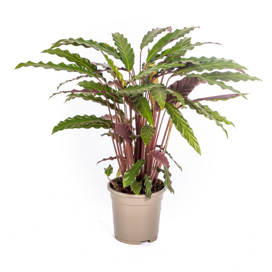 Calathea Rufibarba Ø17cm - ↕40 - 50cm - Pflanzfix24.de - Pflanzfix24.de