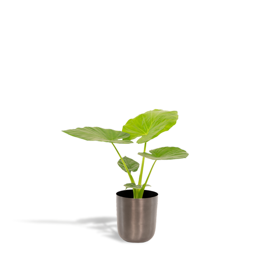 Alocasia Macrorrhiza - Ø19cm - ↕70cm + Topf Mayk Lead - Pflanzfix24