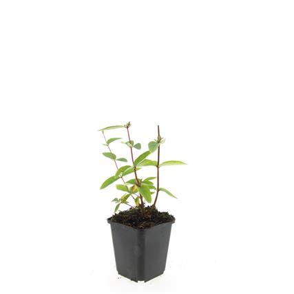 24x Hypericum inodorum 'Annebel' - ↕10-25cm - Ø9cm - Pflanzfix24