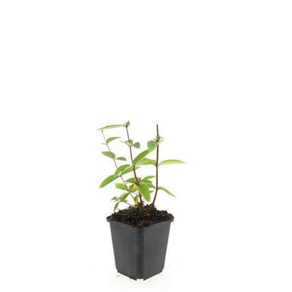 24x Hypericum inodorum 'Annebel' - ↕10-25cm - Ø9cm - Pflanzfix24