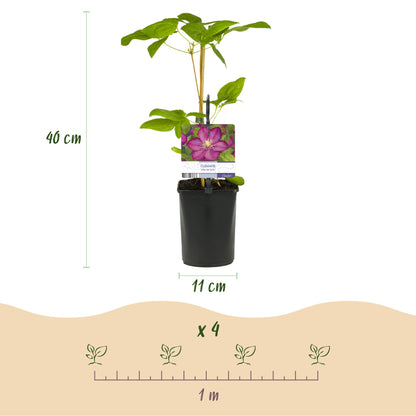 GreenboutiQ - Kletterpflanze - Clematis Ville de Lyon - Blüte Rosa - Wenig Pflege - 2 Pflanzen - Topf 11cm Höhe 40cm
