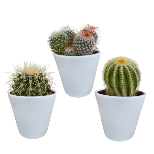 Bolcactus-Mischung 8,5 cm - in witte pot - Pflanzfix24.de - Pflanzfix24.de