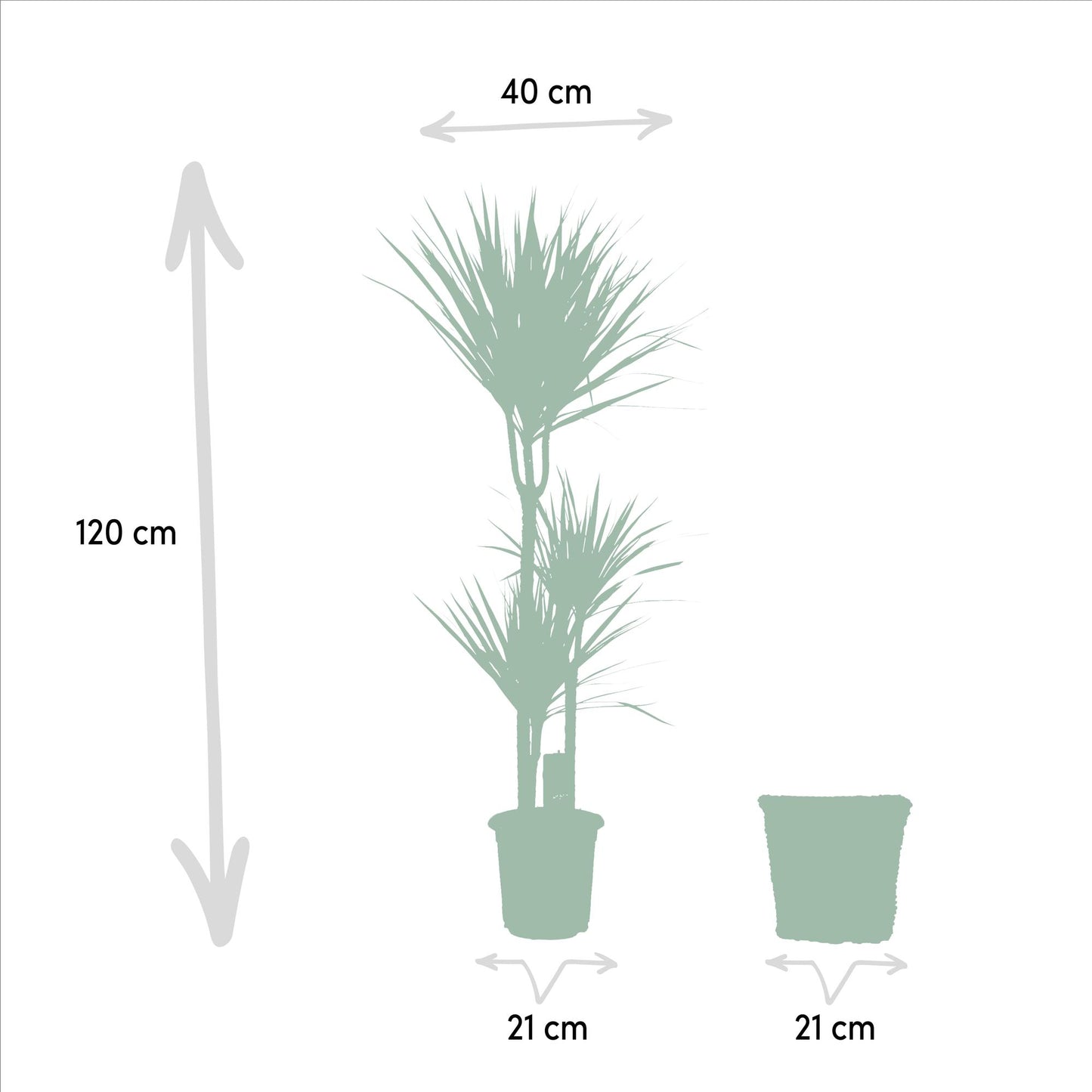 Dracaena Marginata Zimmerpflanze mit Korb - 120cm Höhe - Ø21cm Topf - Pflanzfix24