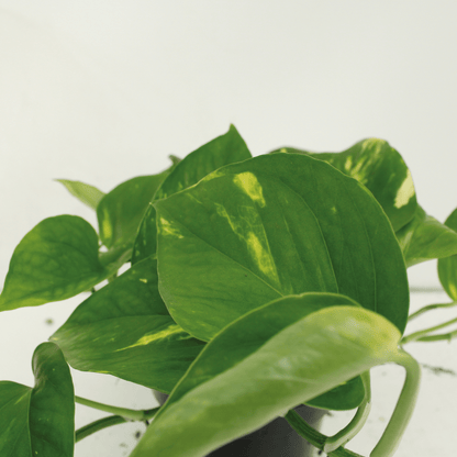 2x Epipremnum Aureum - Scindapsus - 20cm - ø12 - Pflanzfix24.de - Pflanzfix24.de