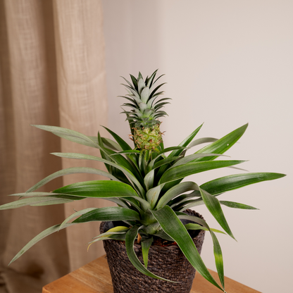 Bromelia (Ananaspflanze) - 2 Stücke - Ø12cm - ↕30cm - Pflanzfix24
