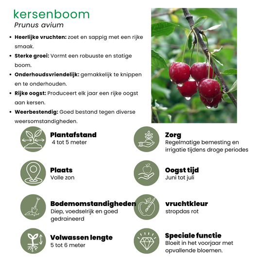 Bio-Kirschbaum - Prunus Avium - 1 x Ø 20 cm - ↨ 60 cm - Pflanzfix24.de - Pflanzfix24.de