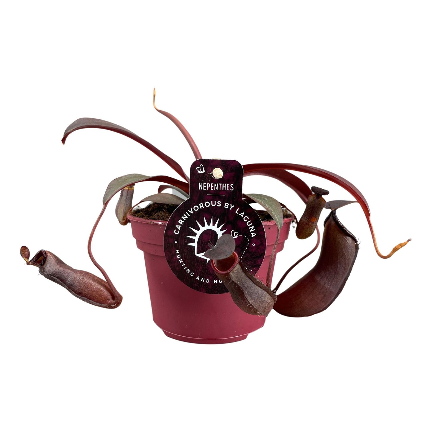 Nepenthes Rebecca Soper - Ø12 ↕17 bei Pflanzfix24