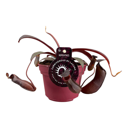 Nepenthes Rebecca Soper - Ø12 ↕17 bei Pflanzfix24
