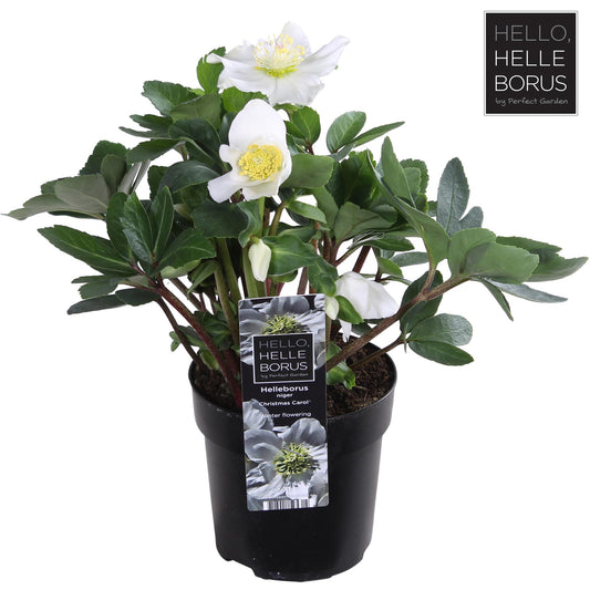 Helleborus Niger 'Christmas Carol' P10,5 (XL) - Pflanzfix24
