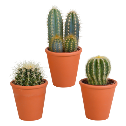 Kakteenmischung 8,5 cm - 3x - in terracotta pot - Pflanzfix24.de - Pflanzfix24.de