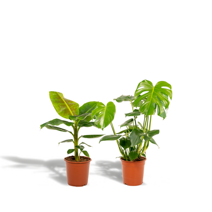 Monstera Deliciosa & Musa Dwarf Cavendish Set - Pflanzfix24