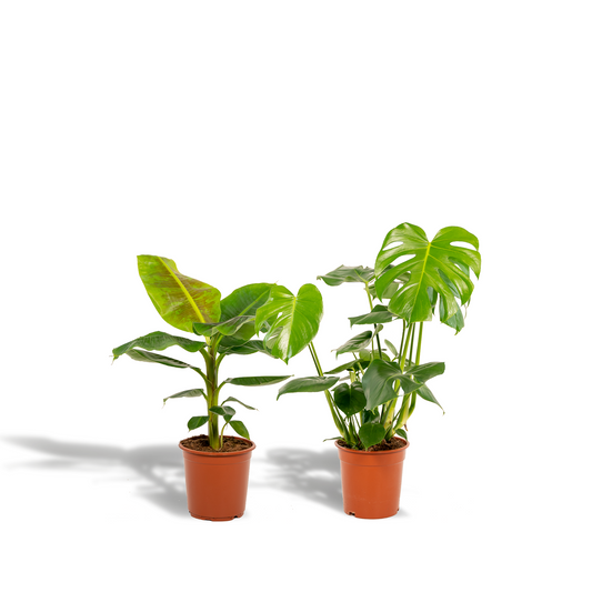 Monstera Deliciosa & Musa Dwarf Cavendish Set - Pflanzfix24