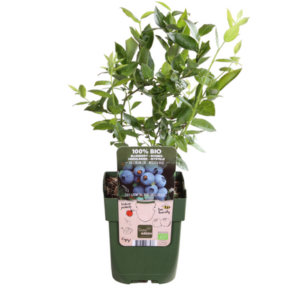BIO Obstpflanzen-Set 5er Mix „Früchte-Oase“ – Pflanzfix24.de - Pflanzfix24.de