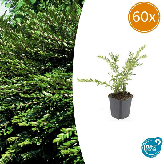 60x Lonicera pileata 'Purple Pearl' - Pflanzfix24.de - Pflanzfix24.de