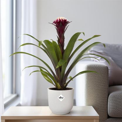 Guzmania Fransesca - Ø12 ↕45 | Pflanzfix24