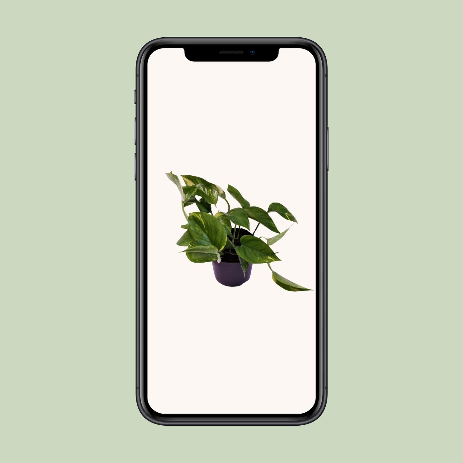 Scindapsus Aureum 12cm – Pflegeleicht & elegant | Pflanzfix24.de - Pflanzfix24.de